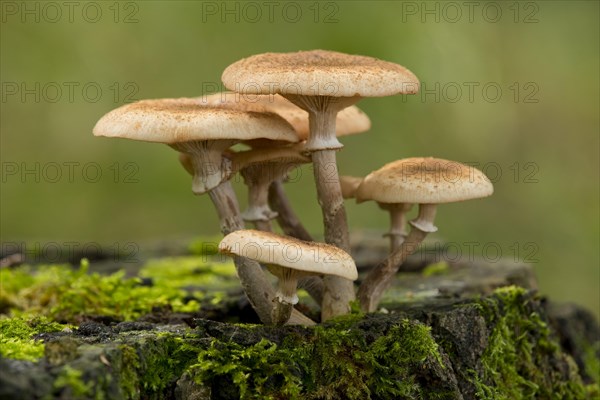 Dark Honey Fungus (Armillaria ostoyae)