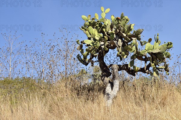 Prickly Pear Cactus (Opuntia sp.)