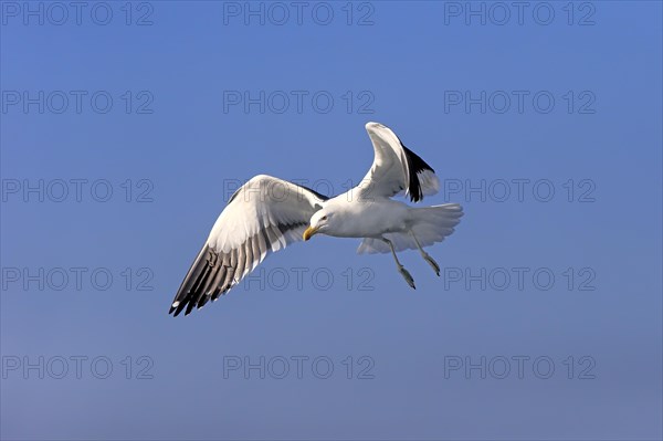 Kelp Gull (Larus dominicanus)