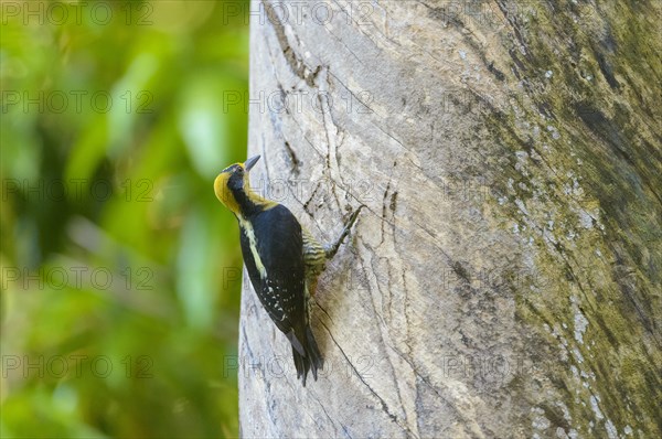 Golden-naped Woodpecker (Melanerpes chrysauchen) on a tree