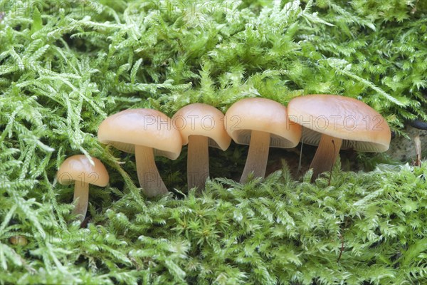 Winter Mushrooms or Enoki Mushrooms (Flammulina velutipes)