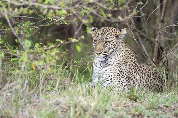 Leopard (Panthera pardus) lying under a bush