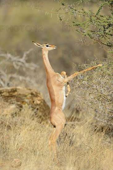 Gerenuk (Litocranius walleri)