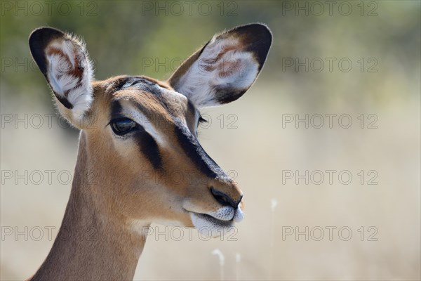 Black-faced Impala (Aepyceros melampus petersi)