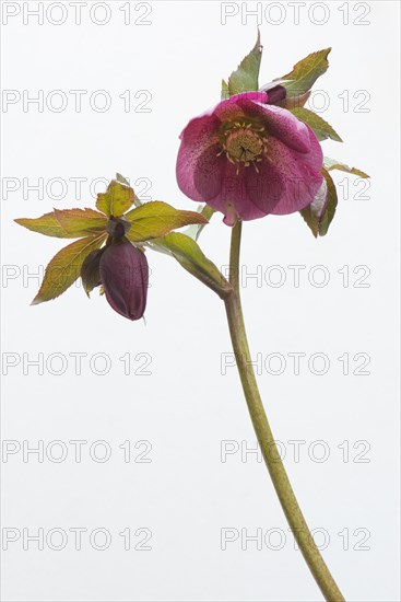 Lenten rose (Helleborus orientalis hybrids)