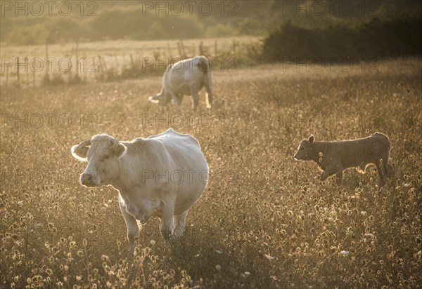 Charolais cattle