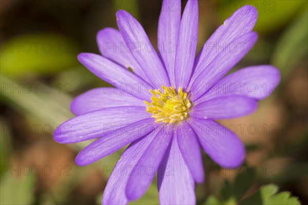 Balkan Anemone (Anemone blanda)