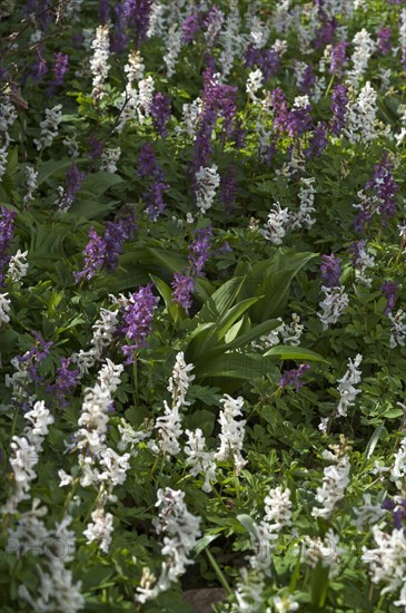 Hollowroot Birthwort (Corydalis cava)