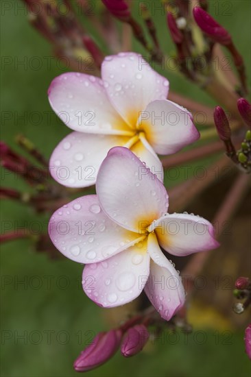 Water drops on flowers