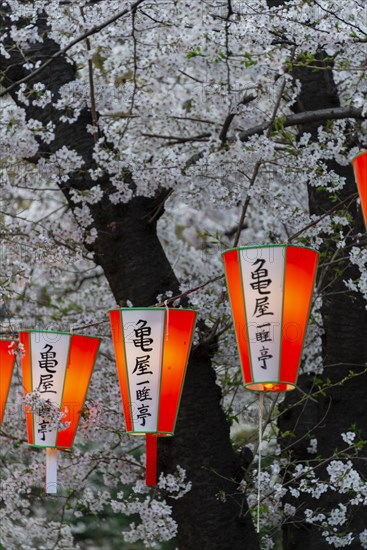 Luminous lanterns with Japanese characters hang on blossoming cherry trees