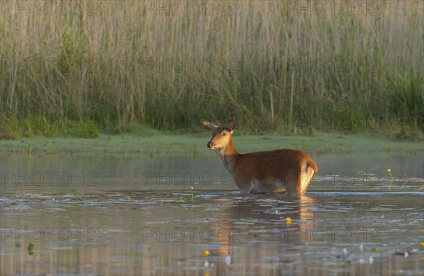 Red deer cow (Cervus elaphus)