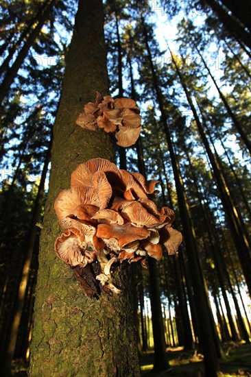 Armillaria solidipes (Armillaria ostoyae) grows on sick spruce (Picea abies)