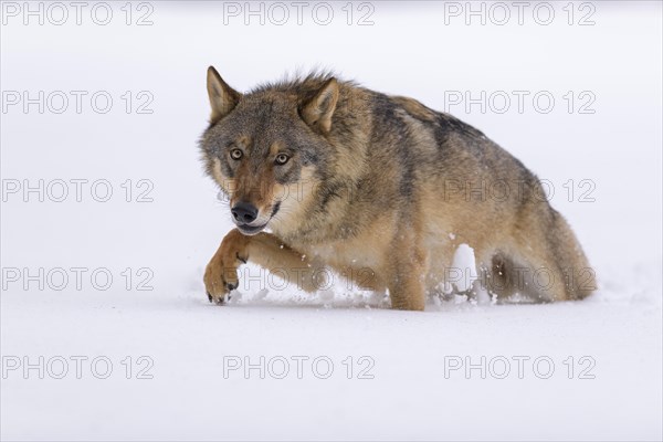 Gray wolf (Canis lupus)