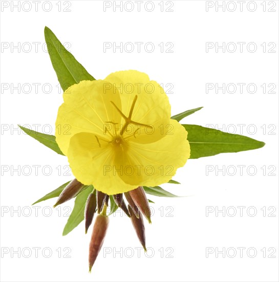 Common evening primrose (Oenothera biennis)