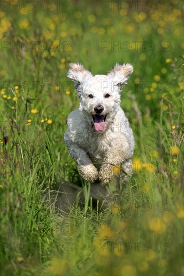 Labradoodle