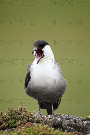 Long-tailed jaeger (Stercorarius longicaudus) regurgitating pellets