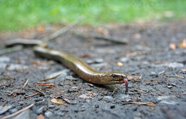 Slow Worm (Anguis fragilis)