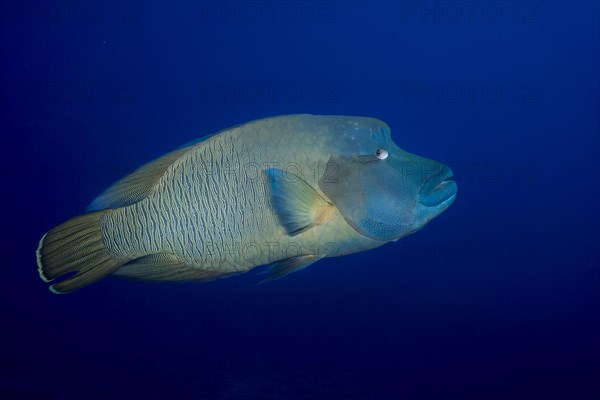 Humphead wrasse (Cheilinus undulatus)