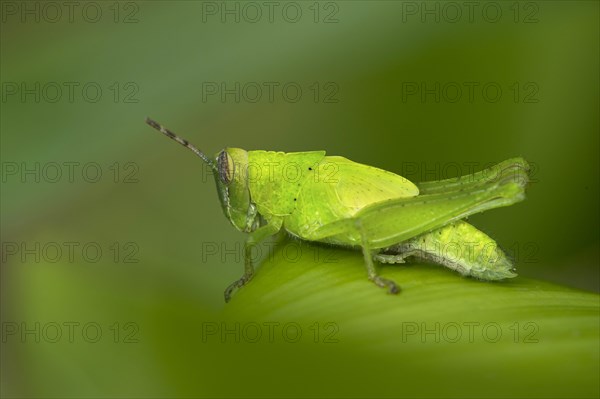 Katydid species (Tettigoniidae spec.)