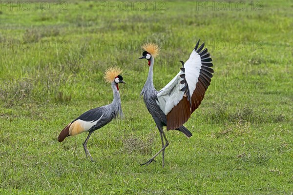 Grey Crowned Cranes (Balearica regulorum)