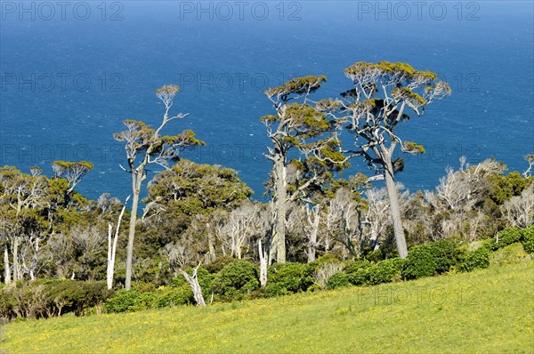 Kanuka trees (Kunzea ericoides)