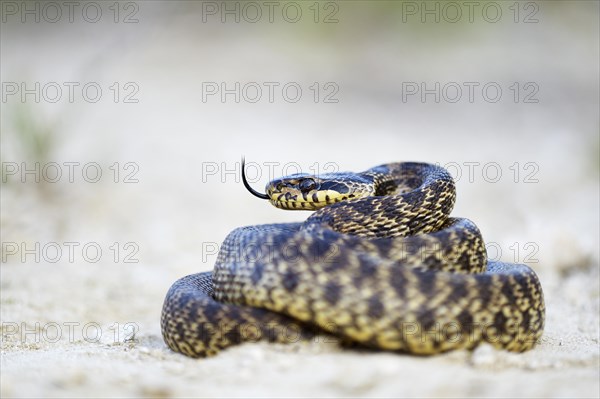 Blotched Snake (Elaphe sauromates)