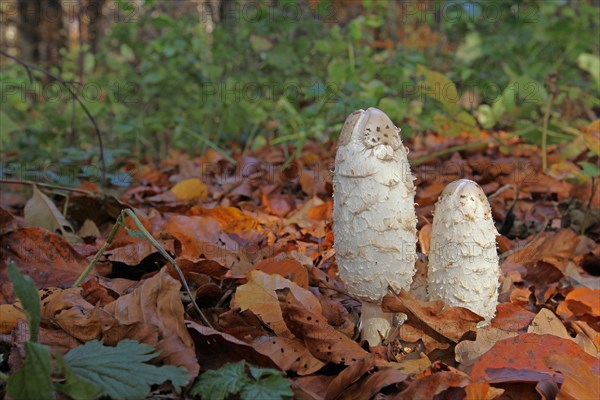 Shaggy Ink Caps (Coprimus comatus) in autumn foliage