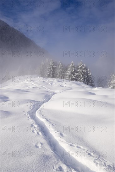 Tracks in the snow