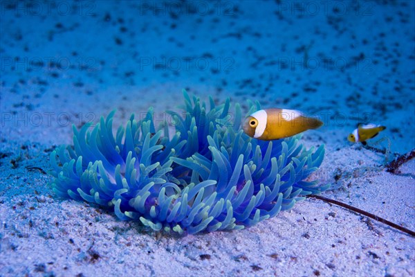 Young Saddleback Clownfish (Amphiprion polymnus)