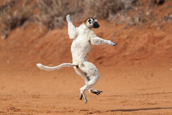 A 'dancing' Verreaux's Sifaka or White Sifaka (Propithecus verreauxi)