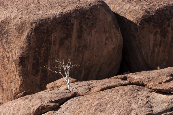 Shepherd's tree (Boscia albitrunca) between rocks at Twyfelfontein