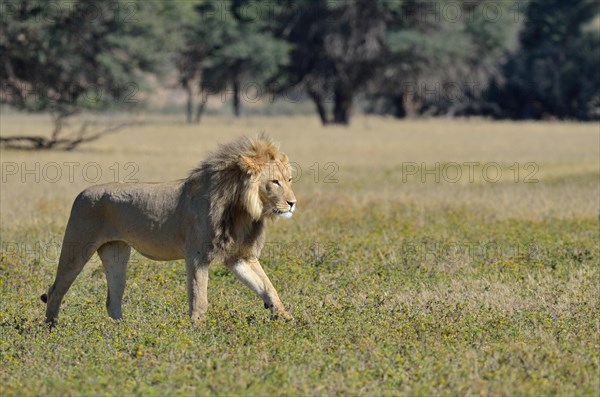 Lion (Panthera leo)