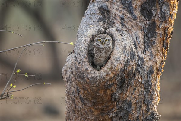 Spotted Owlet (Athene brama) in tree hole