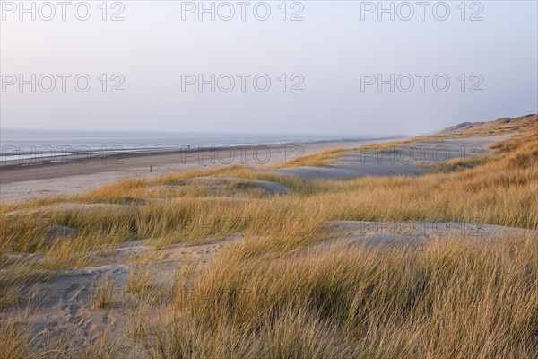 Marram grass