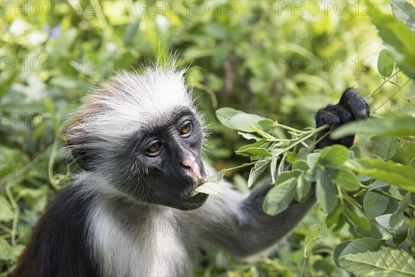 Zanzibar Red Colobus (Procolobus kirkii) feeding on leaves