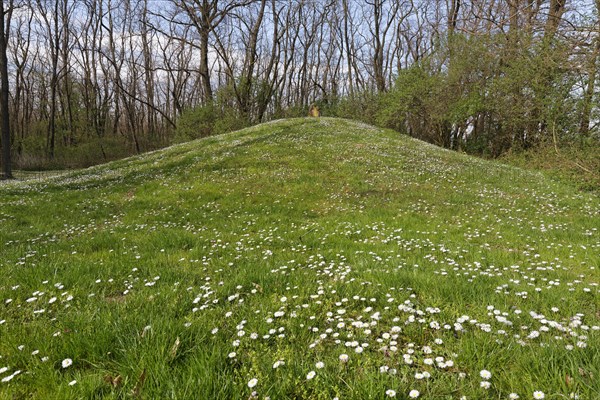 Late Bronze Age burial mounds in the Schussenwald forest