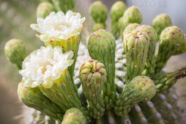 Flowers of Saguaro (Carnegiea gigantea)