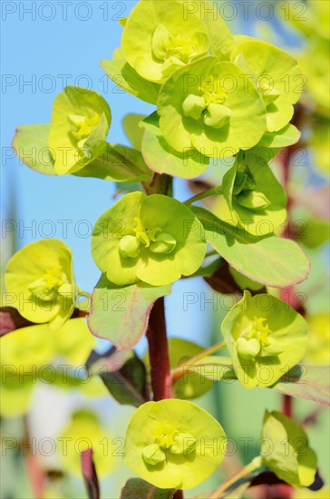 Wood Spurge (Euphorbia amygdaloides)