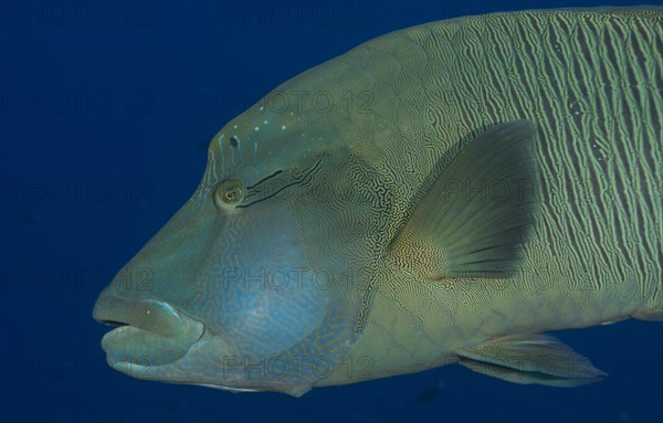 Humphead wrasse (Cheilinus undulatus)