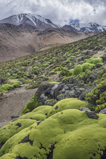 Yareta or Llareta cushion plant (Azorella compacta) growing on the slopes of the Taapaca volcano