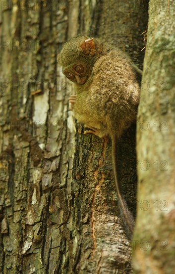 Spectral Tarsier (Tarsius spectrum