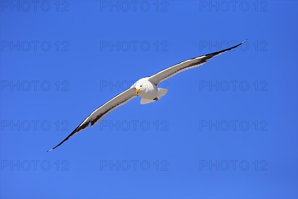 Kelp Gull (Larus dominicanus)