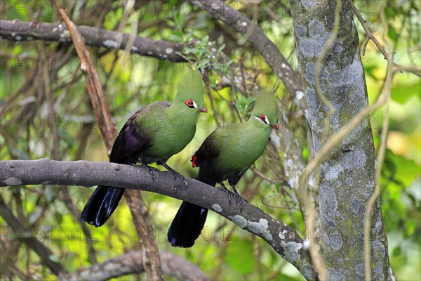 Guinea Turacos (Tauraco persa)