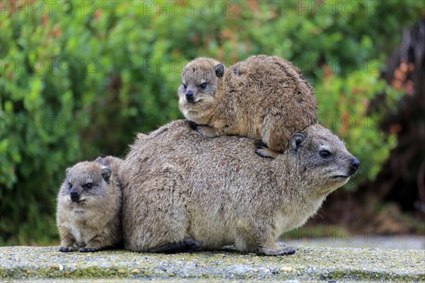 Rock Hyrax (Procavia capensis)