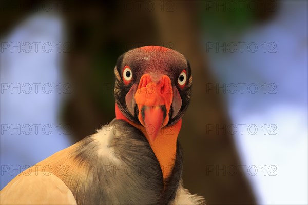 King Vulture (Sarcoramphus papa)