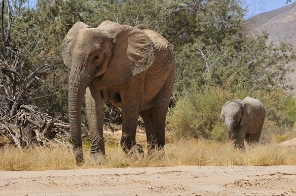 Cow and calf of the rare Namibian Desert Elephant (Loxodonta africana)