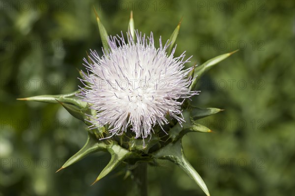 Milk Thistle (Silybum marianum)