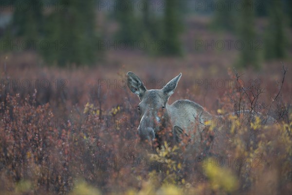 Moose (Alces alces)