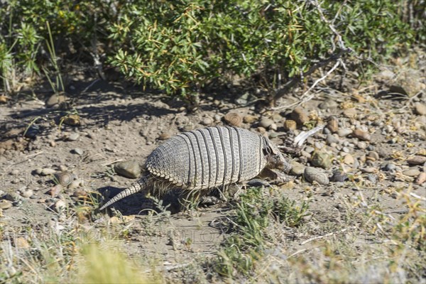 Armadillo (Dasypodidae)