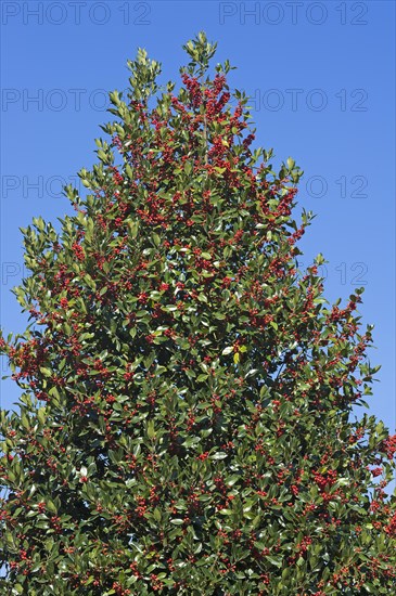 Holly (Ilex) with red fruits against blue sky